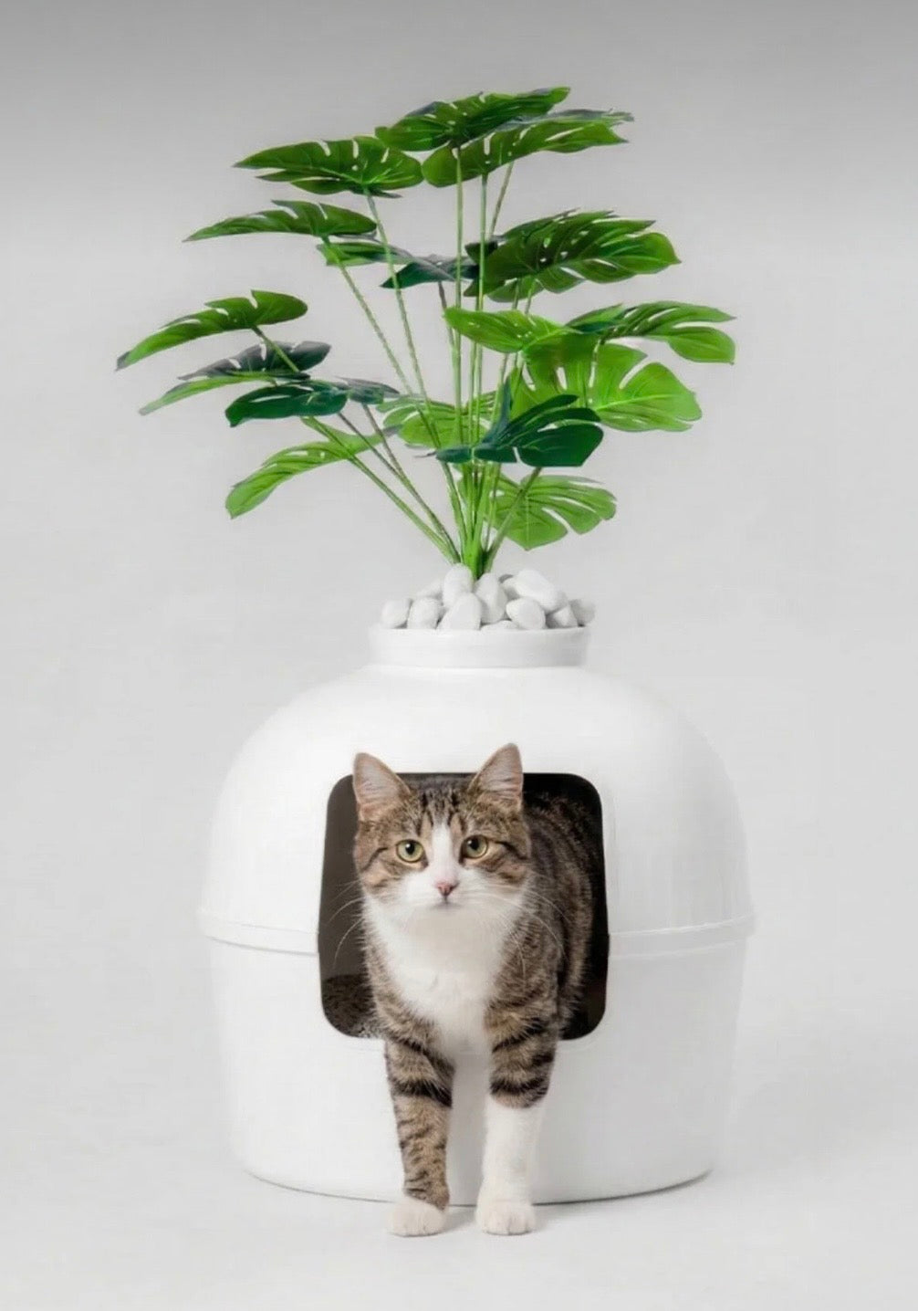 DEKORATİF KEDİ TUVALETİ 🐾